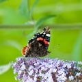 Vanessa atalanta(Vulcain) (2)||<img src=_data/i/upload/2018/07/22/20180722235240-9e31e8e2-th.jpg>