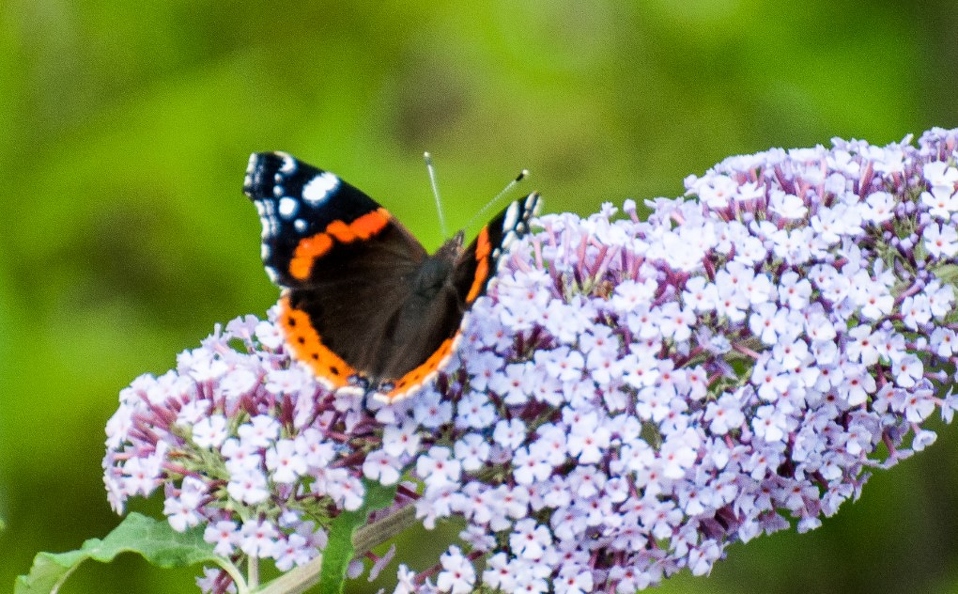 Vanessa atalanta(Vulcain) (3).jpg