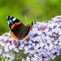 Vanessa atalanta(Vulcain) (3)||<img src=_data/i/upload/2018/07/22/20180722235242-6943593e-th.jpg>