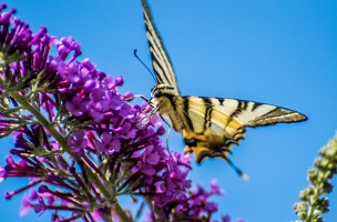 Iphiclides podalirius (Le Flambé)