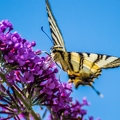 Iphiclides podalirius (Le Flambé)||<img src=_data/i/upload/2018/07/22/20180722235247-cb4f4c9f-th.jpg>