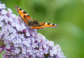 La petite tortue (Aglais urticae) (1)