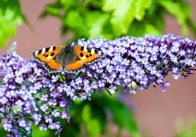 La petite tortue (Aglais urticae) (2)