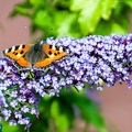 La petite tortue (Aglais urticae) (2)||<img src=_data/i/upload/2018/07/22/20180722235253-7ed80ec0-th.jpg>