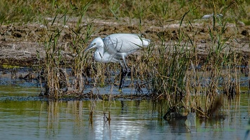 Aigrette Garzette-5