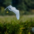 Aigrette Garzette-11||<img src=_data/i/upload/2018/10/05/20181005112114-6bf17910-th.jpg>