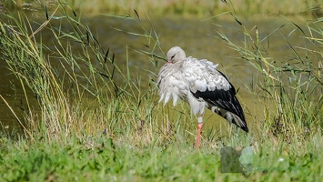 Cigogne