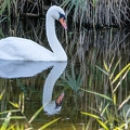 Cygne tuberculé -240||<img src=_data/i/upload/2018/10/05/20181005112513-9093baa0-th.jpg>