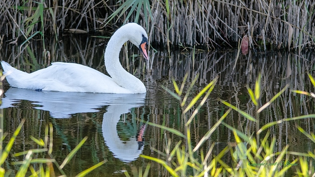 Cygne tuberculé -243.jpg