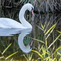 Cygne tuberculé -244||<img src=_data/i/upload/2018/10/05/20181005112534-23e63564-th.jpg>