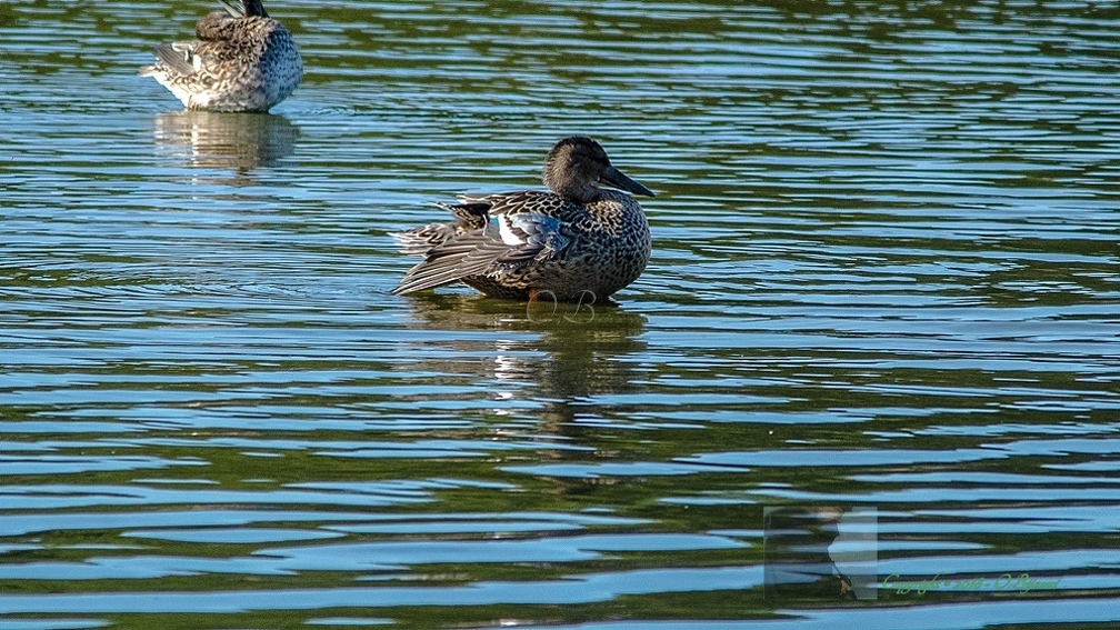 Le canard souchet-211.jpg