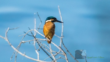 Martin-pêcheur d'Europe-33