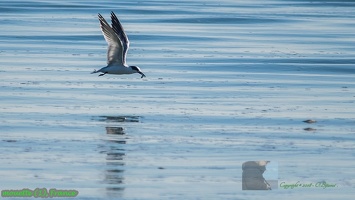 mouette (1)