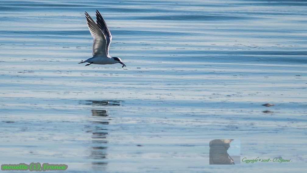 mouette (1).jpg