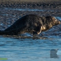 Phoque Berck (21)||<img src=_data/i/upload/2018/10/08/20181008191808-8c99204c-th.jpg>