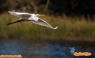 Aigrette Garzette (2)