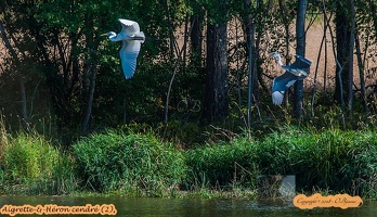 Aigrette-&amp;-Héron cendré (2)