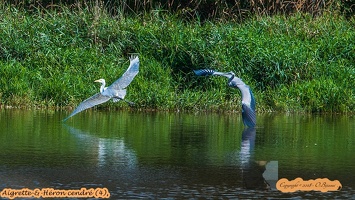 Aigrette-&amp;-Héron cendré (4)