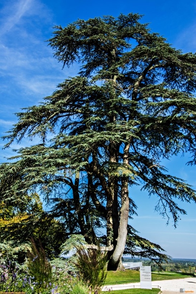 Château_et_Parc_de_Chaumont_sur_Loire-0009 (Site).jpg