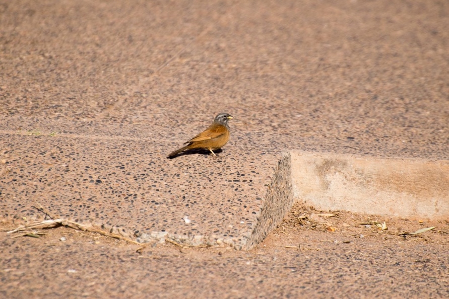 Marrakech-Maroc_68 (Site).jpg