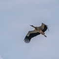 Tetouan 45 (Site) (Site)||<img src=i.php?/upload/2019/04/26/20190426180651-085356d3-th.jpg>