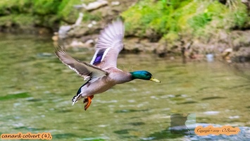 canard colvert (4)