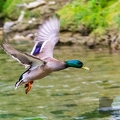 canard colvert (4)||<img src=_data/i/upload/2019/05/06/20190506111526-a3176de7-th.jpg>