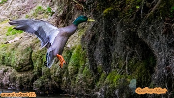 canard colvert (7)