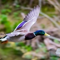 canard colvert (13)||<img src=_data/i/upload/2019/05/06/20190506111720-7098c194-th.jpg>