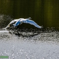 Cygne tuberculé (1)||<img src=_data/i/upload/2020/06/07/20200607154838-9e3f30b9-th.jpg>