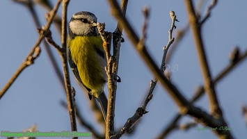 Mésange charbonnière (4)