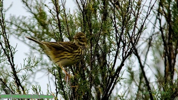 PIPIT FARLOUZE (2)