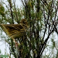 PIPIT FARLOUZE (2)||<img src=_data/i/upload/2020/06/07/20200607155037-13a4dd10-th.jpg>