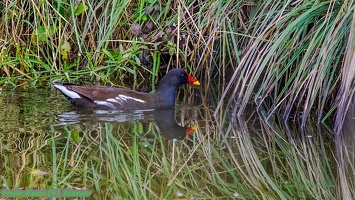 Poule d'eau (9)