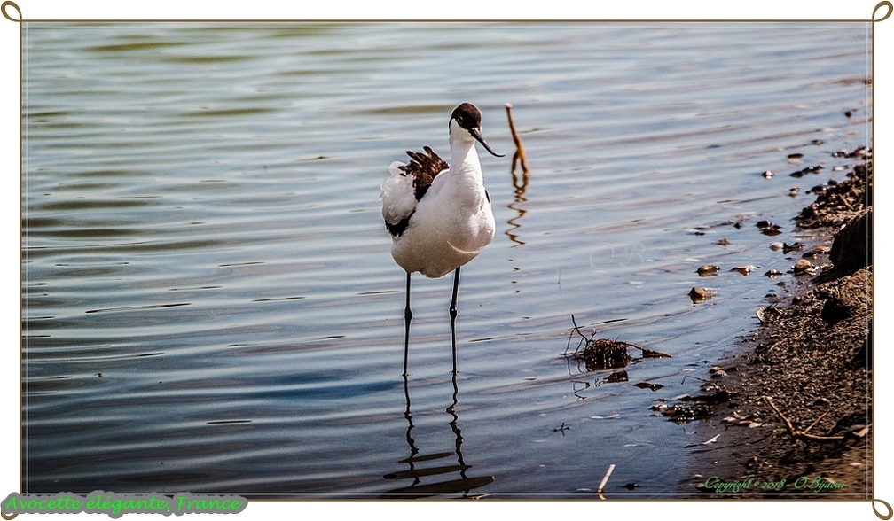 Avocette élégante.jpg