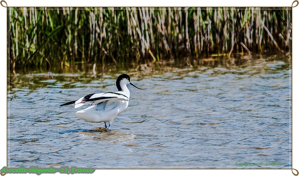 Avocette élégante--25.jpg