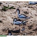 Avocette élégante--28||<img src=_data/i/upload/2020/06/07/20200607193150-71de4b02-th.jpg>