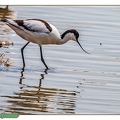 Avocette élégante--31||<img src=_data/i/upload/2020/06/07/20200607193209-446afc4e-th.jpg>