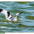 Avocette élégante--38||<img src=_data/i/upload/2020/06/07/20200607193240-718549ec-th.jpg>