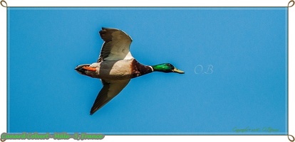 Canard Colvert - Mâle--5