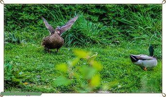 Canard colvert