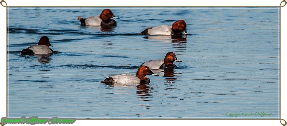 Canard siffleur-.jpg