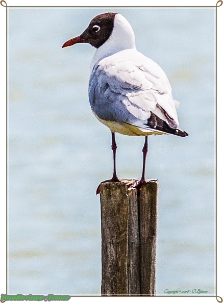 Mouette rieuse-.jpg