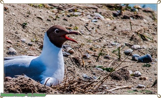 Mouette rieuse--16