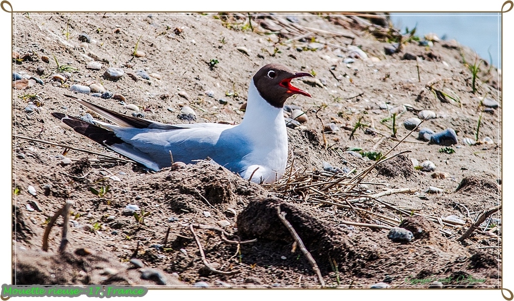 Mouette rieuse--17.jpg