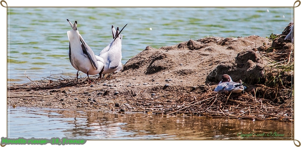 Mouette rieuse--18.jpg