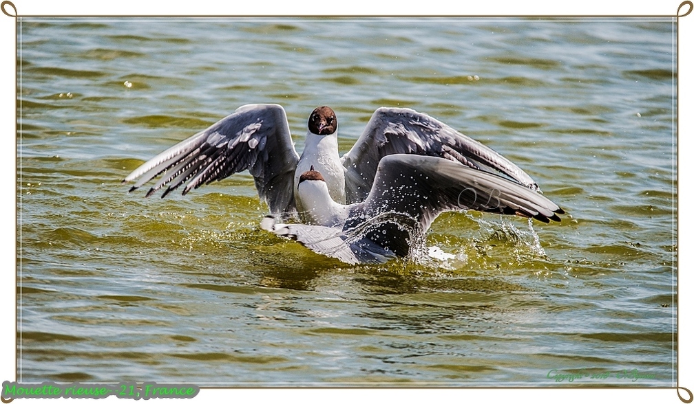 Mouette rieuse--21.jpg