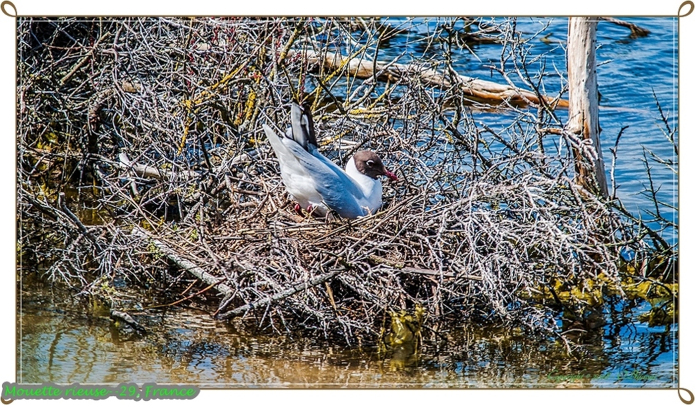 Mouette rieuse--29.jpg