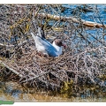 Mouette rieuse--29||<img src=_data/i/upload/2020/06/07/20200607195313-f8147a0a-th.jpg>