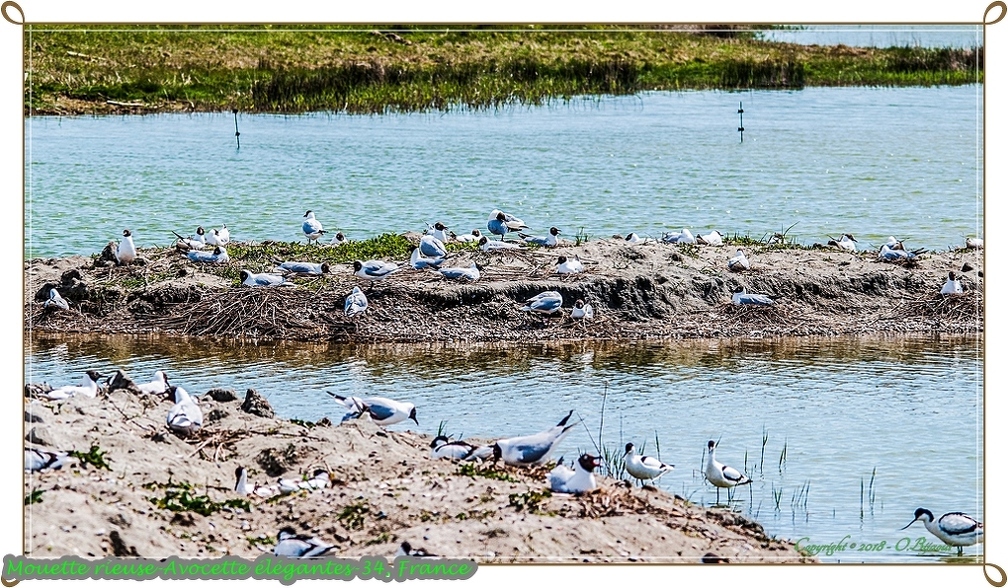 Mouette rieuse-Avocette élégantes-34.jpg